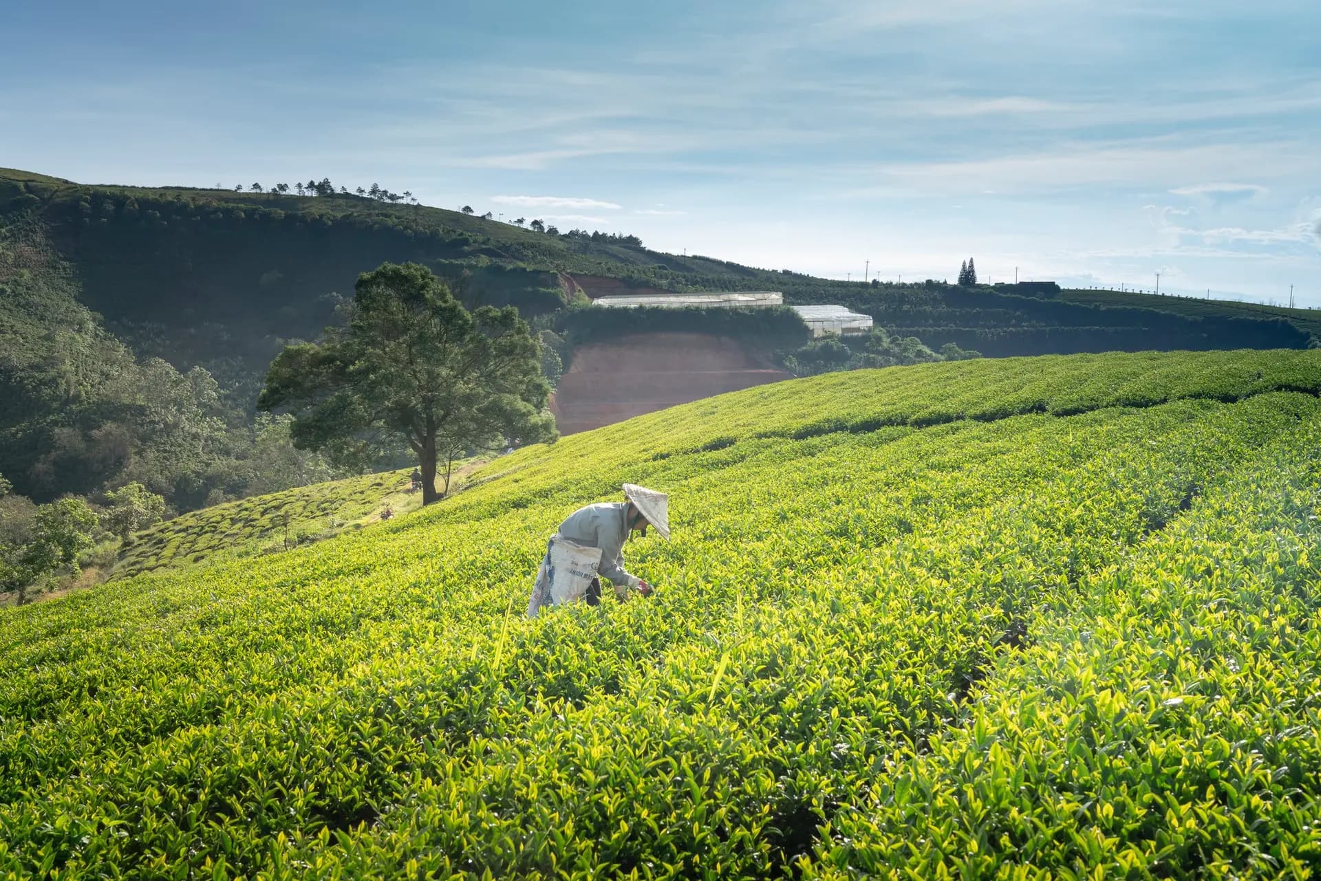 picture of farmer planting seeds